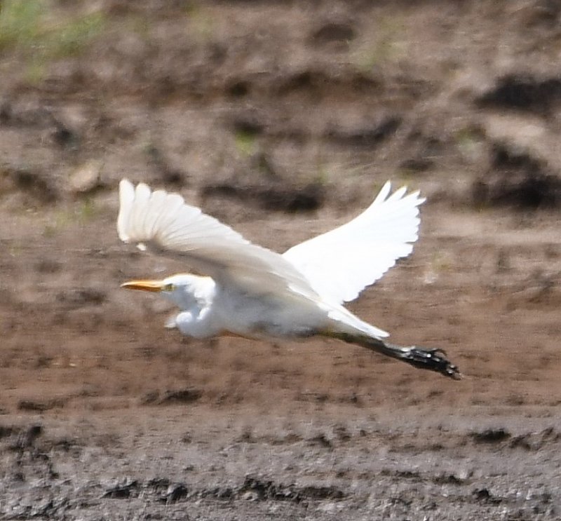 DSC_6404b.jpg