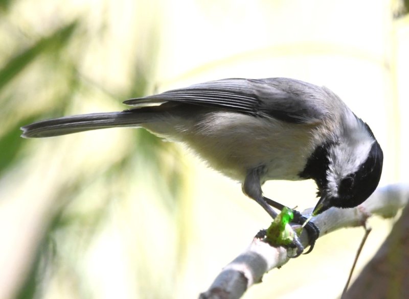 DSC_6448b.jpg