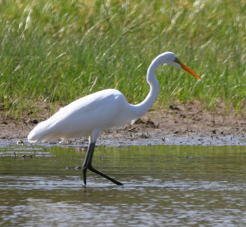 DSC_6490b.jpg