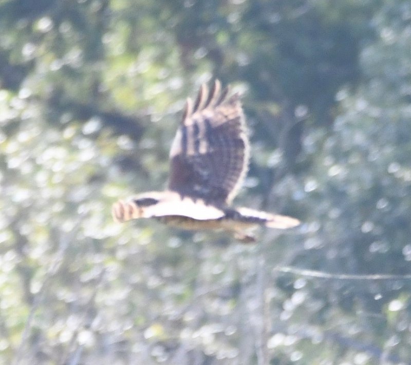 DSC_6535b.jpg