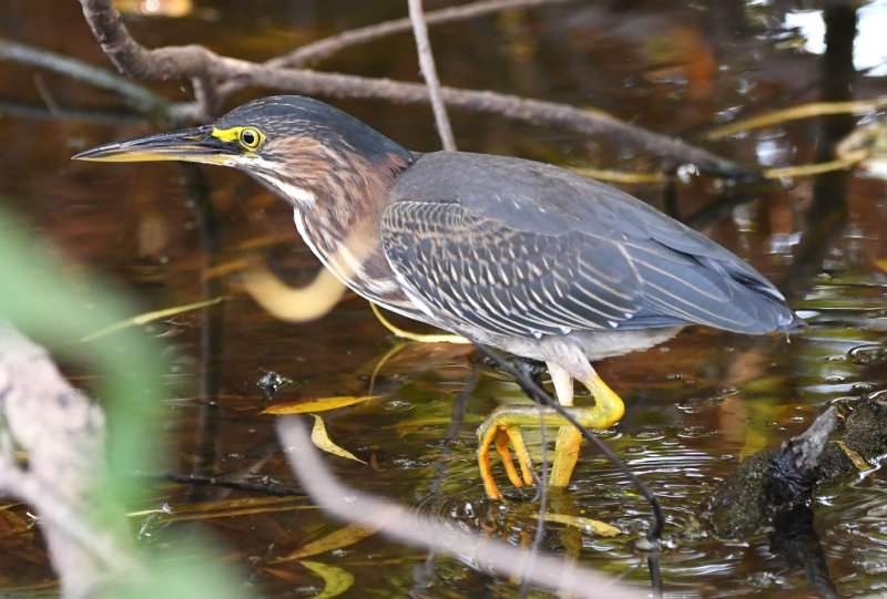 DSC_6571b.jpg