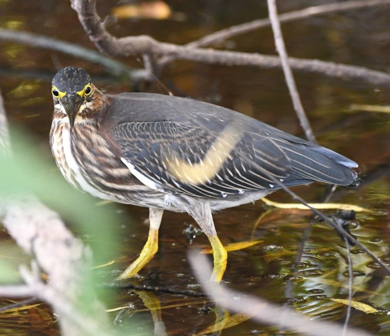 DSC_6578b.jpg