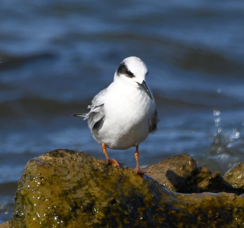DSC_6628b.jpg
