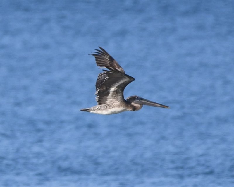 DSC_4510b.jpg
