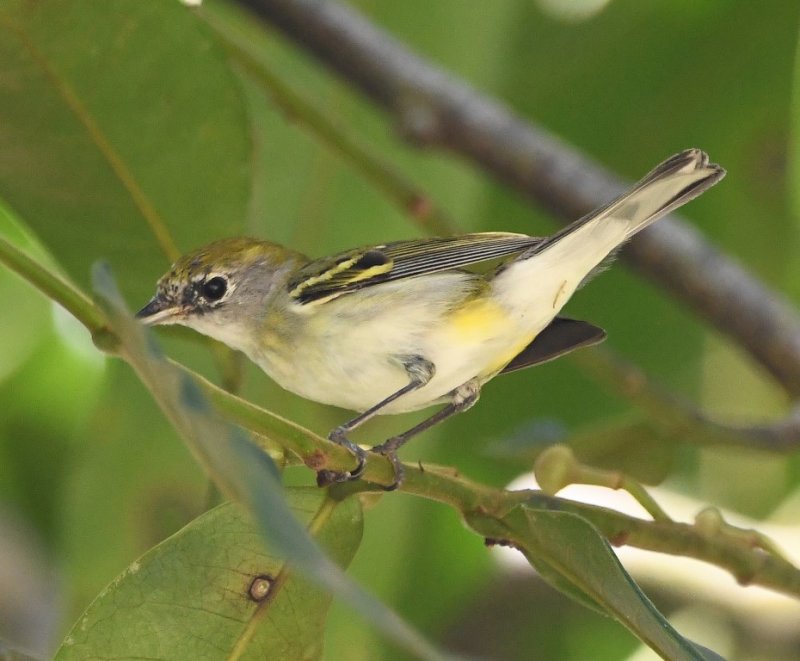 DSC_4602b.jpg