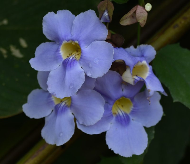 DSC_4752b.jpg