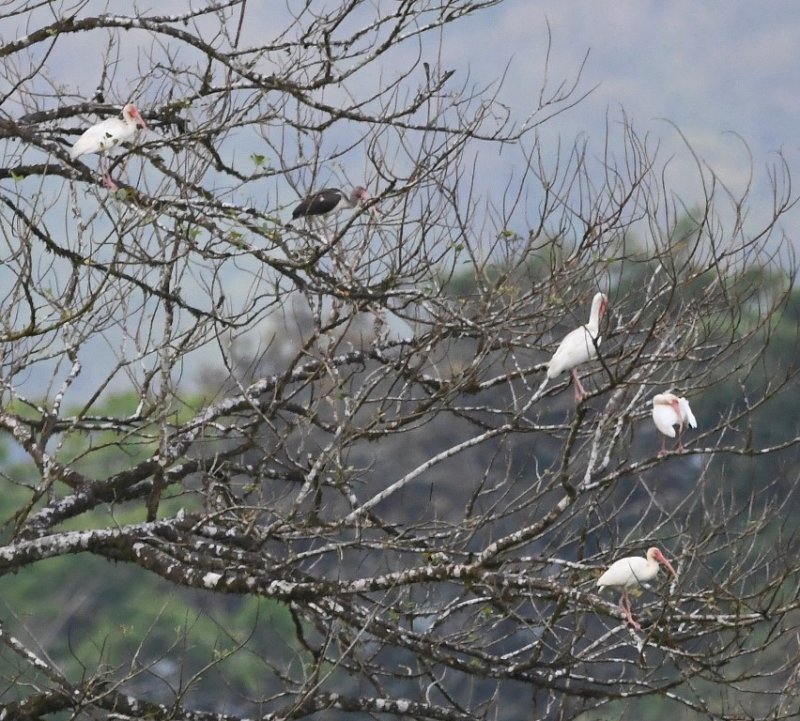DSC_5066b.jpg