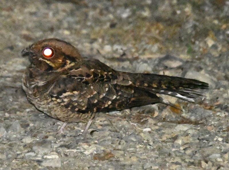 DSC_5126b.jpg