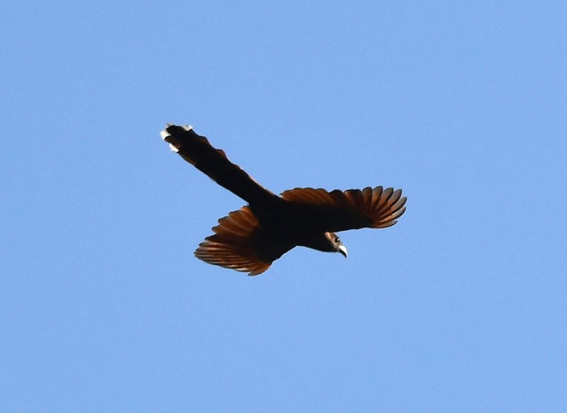 DSC_5315b.jpg