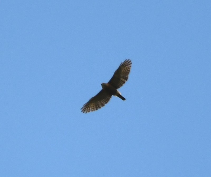DSC_5347b.jpg