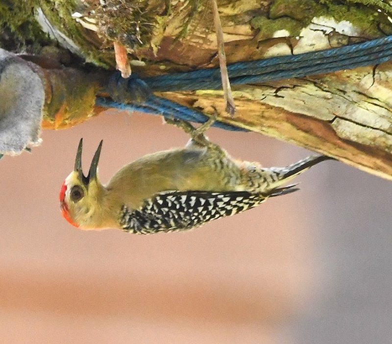 DSC_5443b.jpg