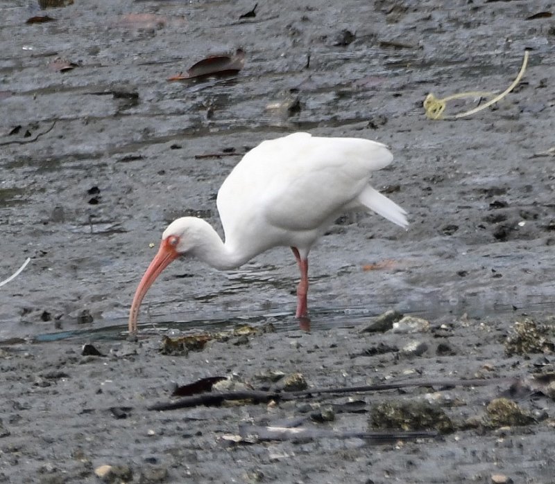 DSC_5584b.jpg
