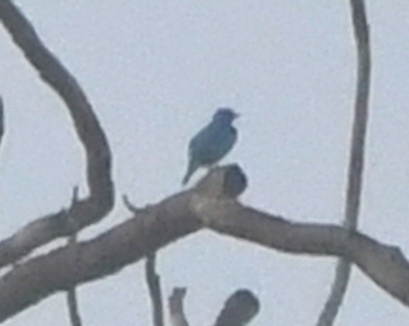DSC_6098b.jpg