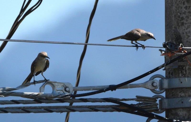 DSC_6279b.jpg