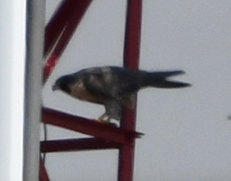 DSC_6285b.jpg