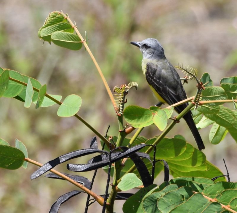 DSC_7252b.jpg