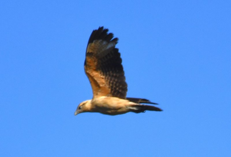 DSC_7638b.jpg