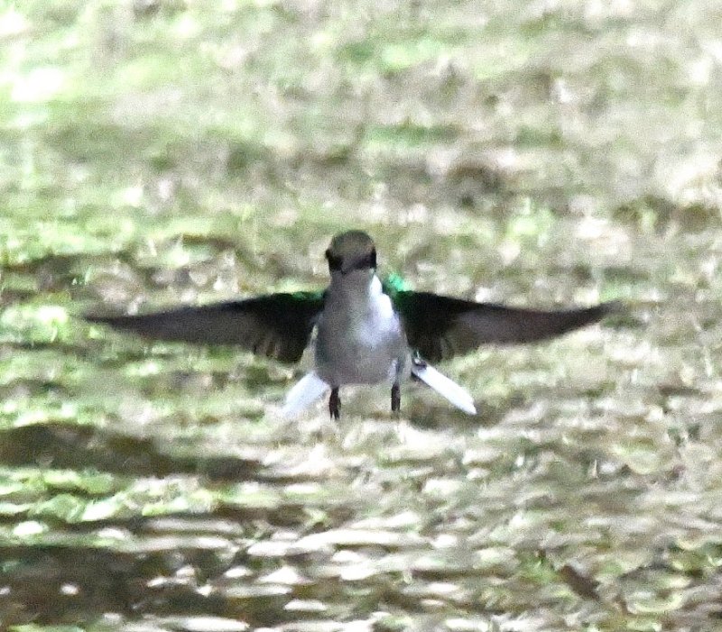 DSC_7704b.jpg