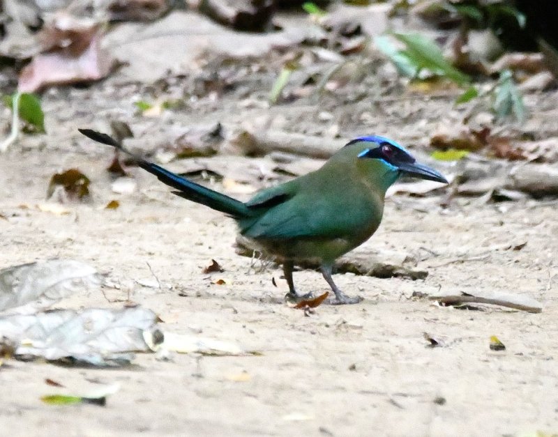 DSC_7780b.jpg