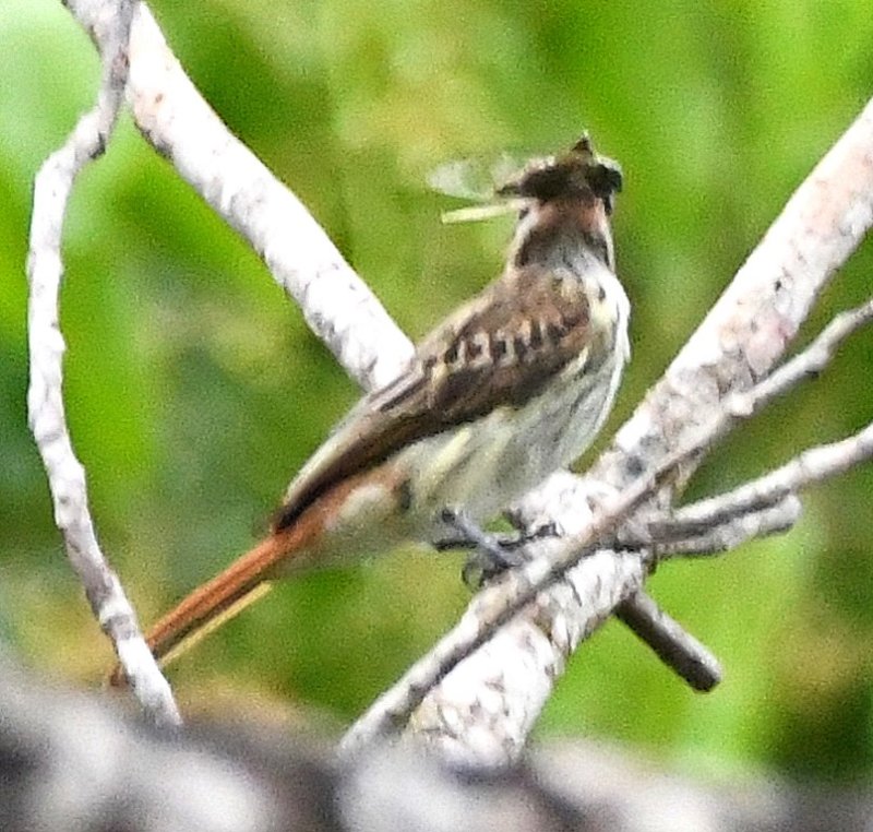 DSC_7937b.jpg
