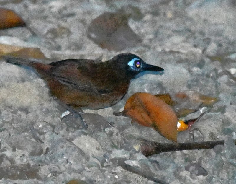 DSC_7986b.jpg