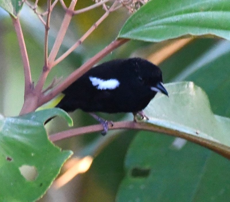DSC_8025b.jpg
