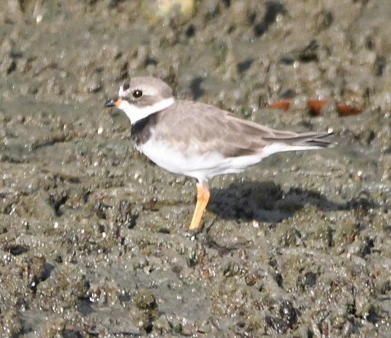 DSC_8504b.jpg