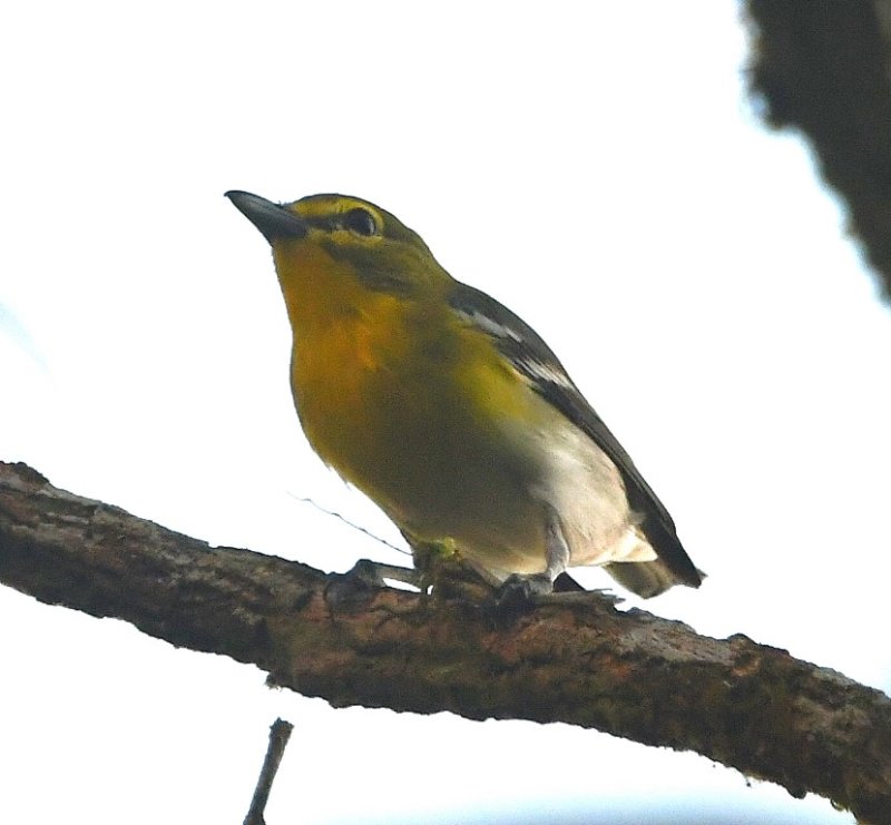 DSC_8595b.jpg