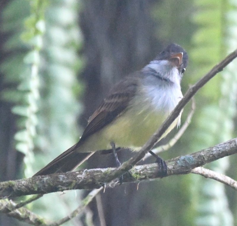 DSC_8616b.jpg