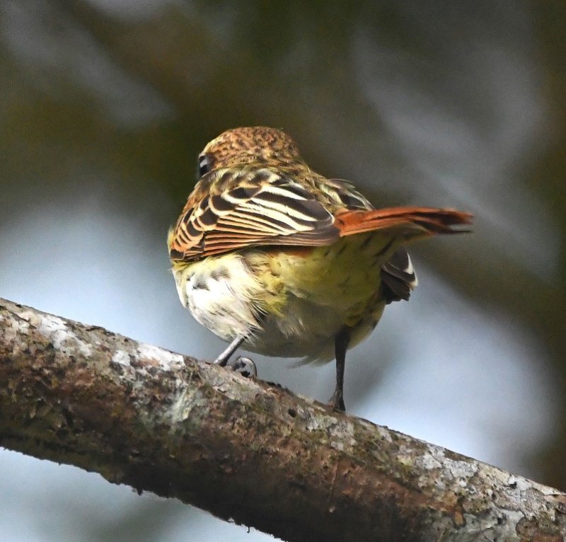 DSC_8628b.jpg