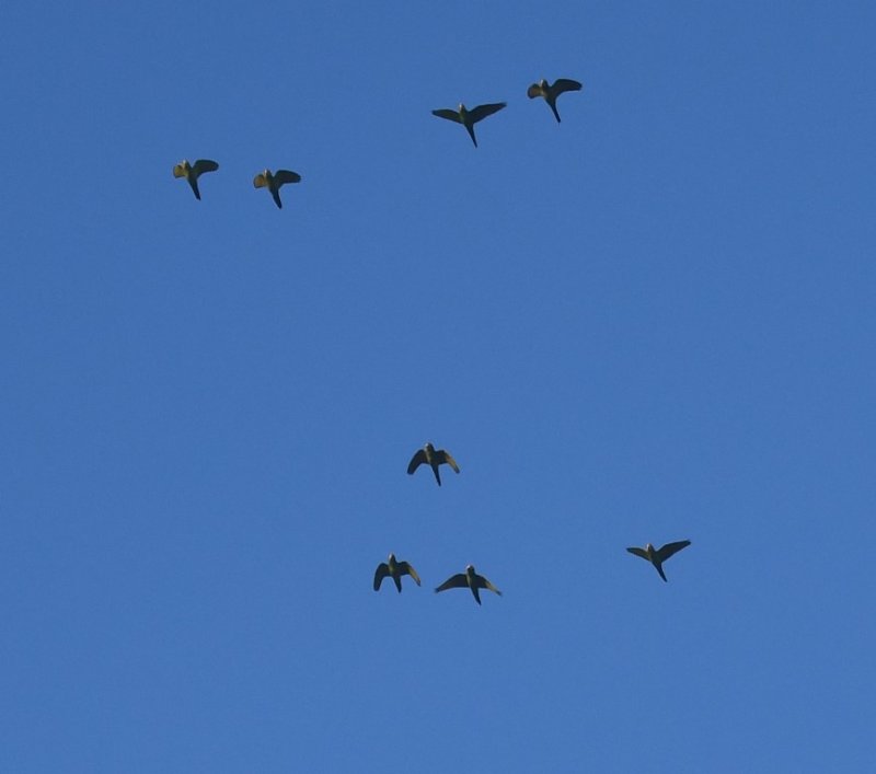 DSC_8669b.jpg