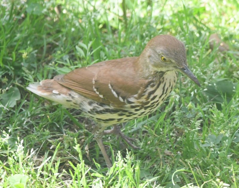 DSC_6759b.jpg
