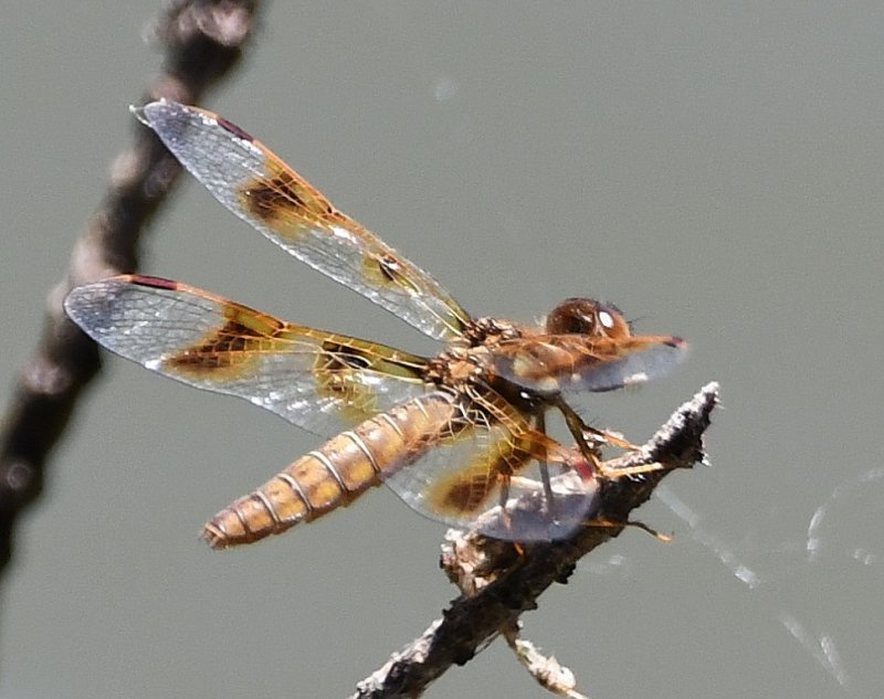 DSC_7889b.jpg