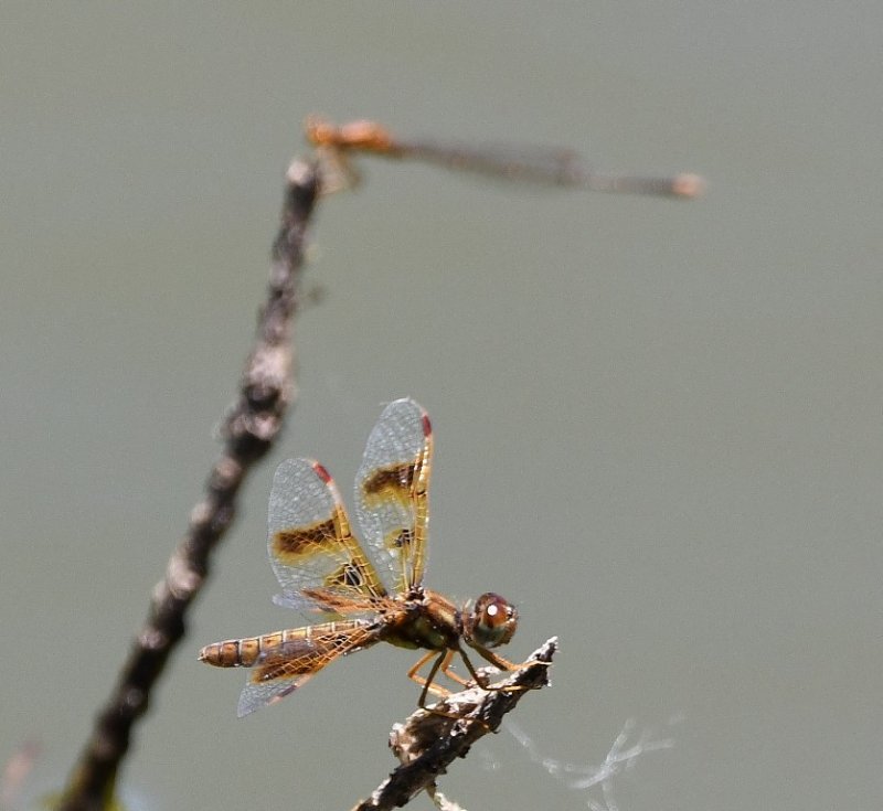 DSC_7890b.jpg
