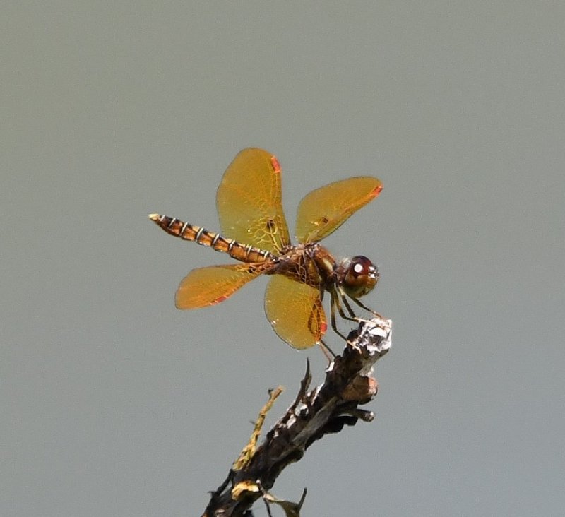 DSC_7896b.jpg