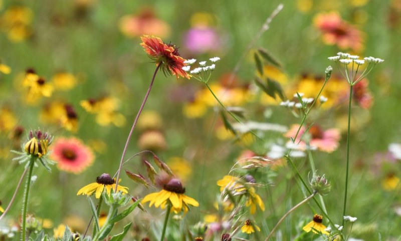 DSC_7019b.jpg