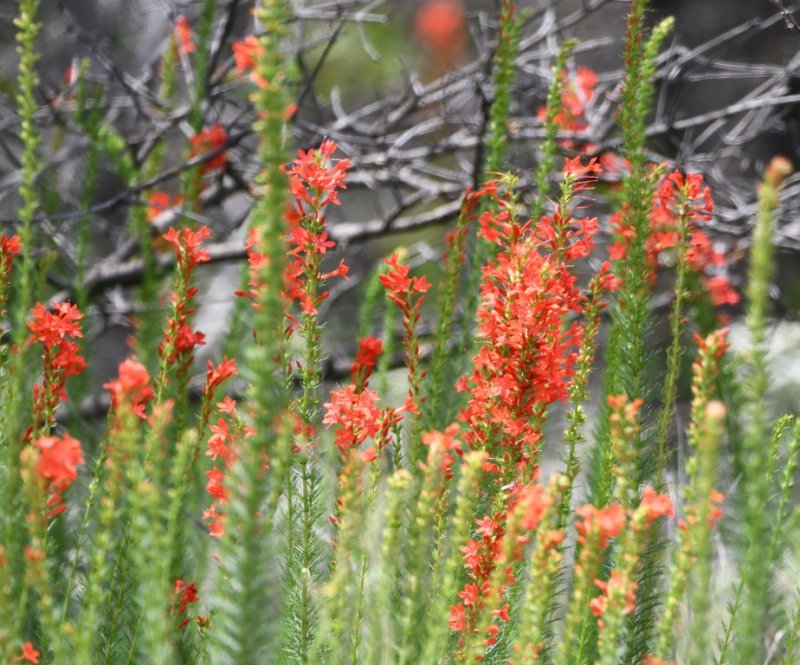 DSC_7042b.jpg