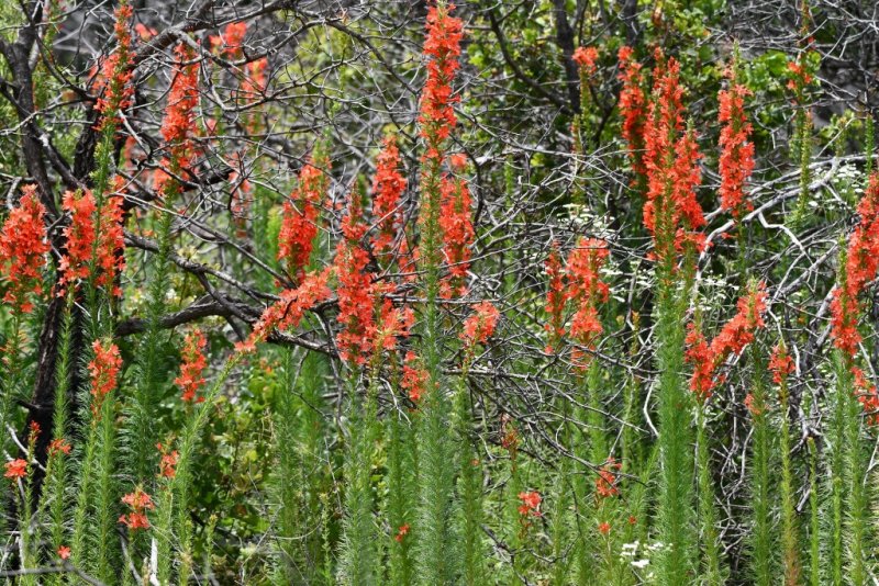 DSC_7053b.jpg