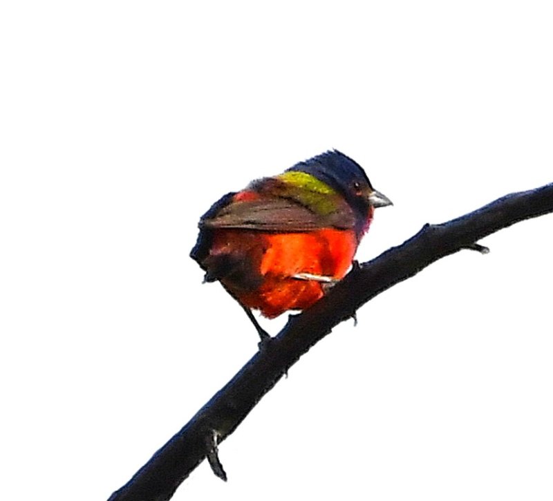 DSC_7314b.jpg