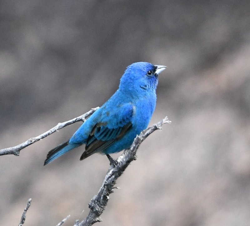 DSC_7390b.jpg