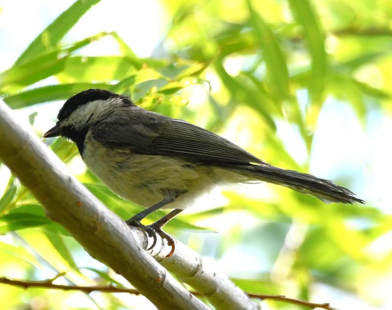 DSC_7427b.jpg