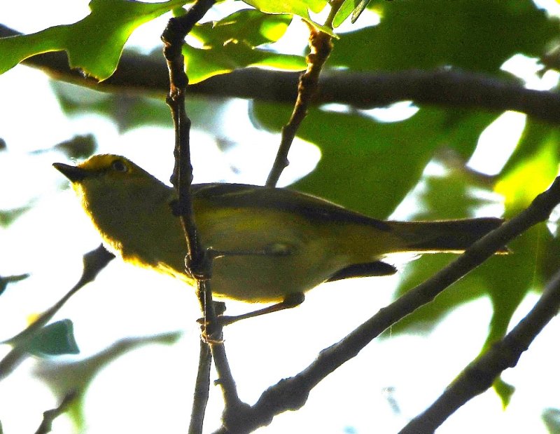 DSC_7445b.jpg