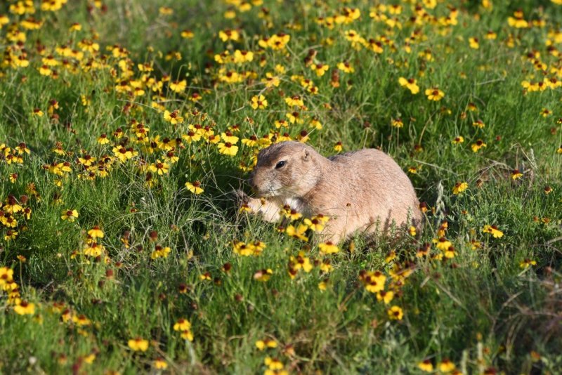 DSC_7495b.jpg
