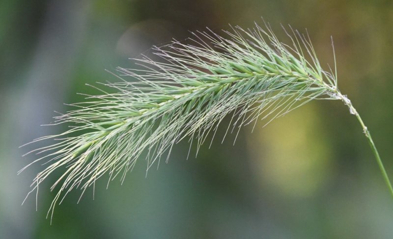DSC_7588b.jpg