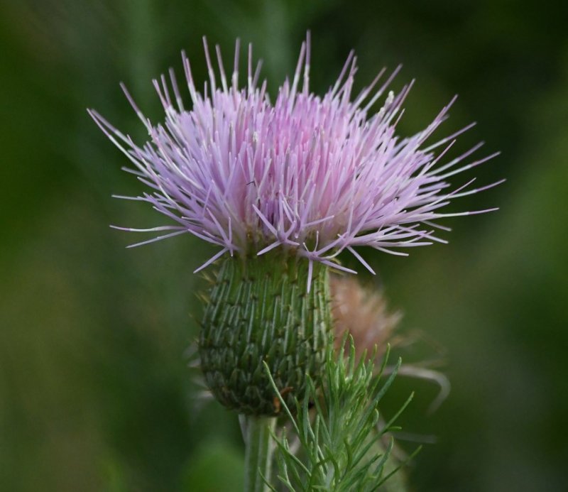 DSC_7645b.jpg