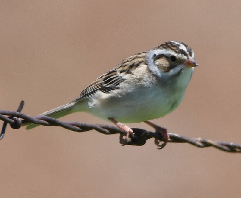 DSC_4523b.jpg