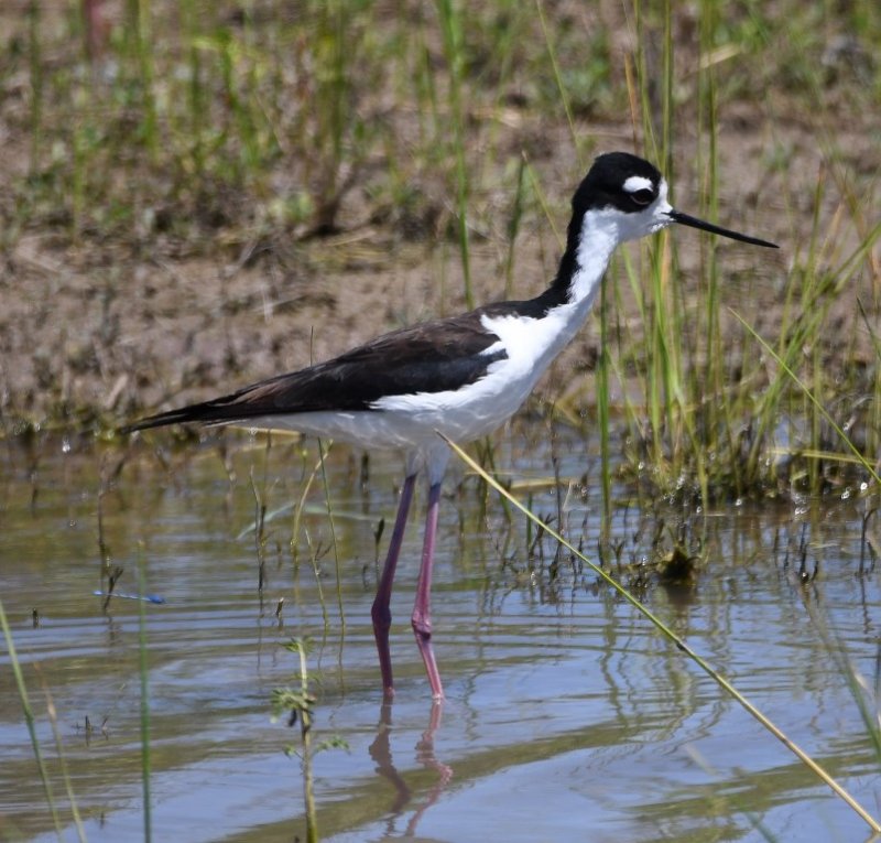 DSC_4652b.jpg