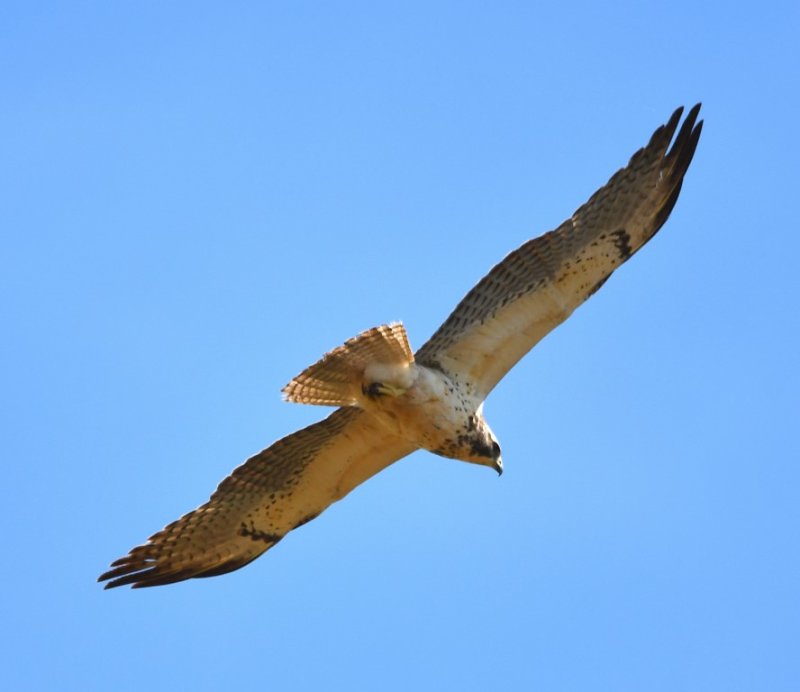 DSC_4889b.jpg