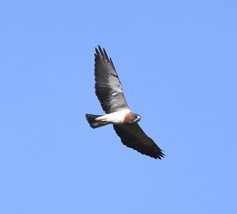 DSC_5186b.jpg