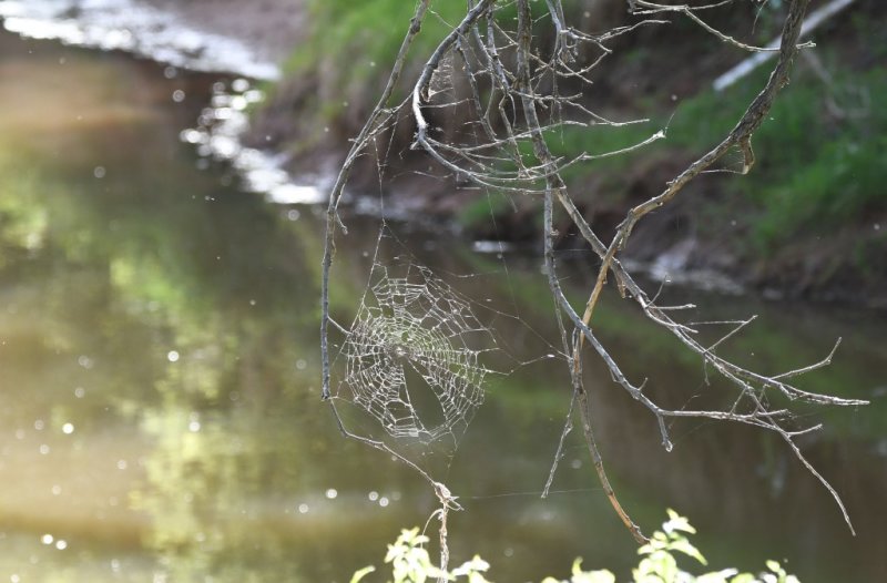 DSC_5223b.jpg